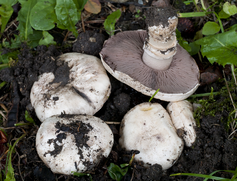 Agaricus bitorquis